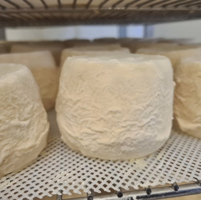 Chèvrerie des Bois Saint Romain