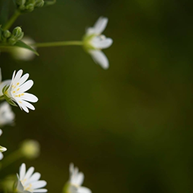 Balade botanique dessinée... Les lichens de Bibracte !