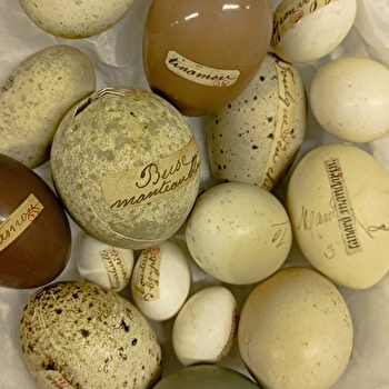 A chacun son œuf - Atelier pour les 4/6 ans - AUTUN