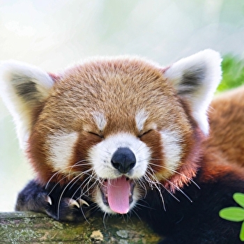 Touroparc Zoo - ROMANECHE-THORINS