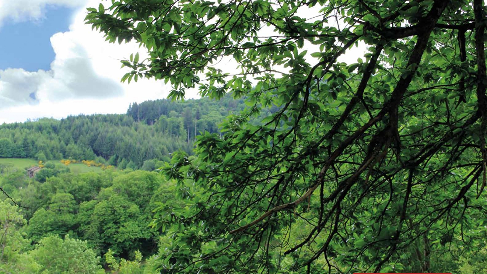 Le sentier de l'abeille