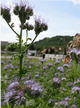 Circuit VTT n°23 / Novillars - NOVILLARS