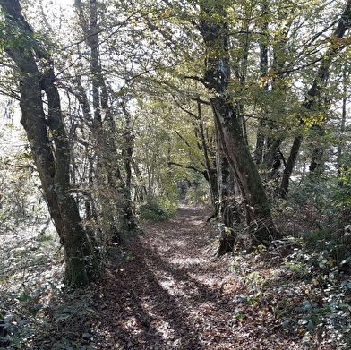 Circuit VTTAE n°4 (rouge) - La Voie Royale des bois de But