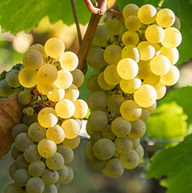 Domaine des Chaumes – Romain Poullet