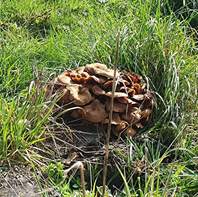 Circuit randonnée : Boucle des Corneillons