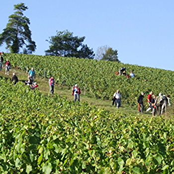 Visite-découverte De la Vigne au Vin - CHAUMONT-LE-BOIS