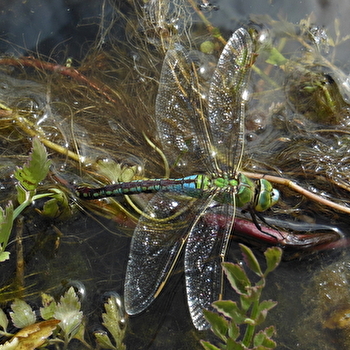 Découverte d'un éco-lieu - LA CHARITE-SUR-LOIRE