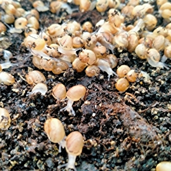 Au bon baveux - LOMBARD