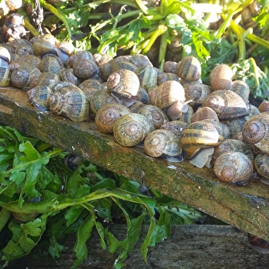 L'Escargot Jurassien