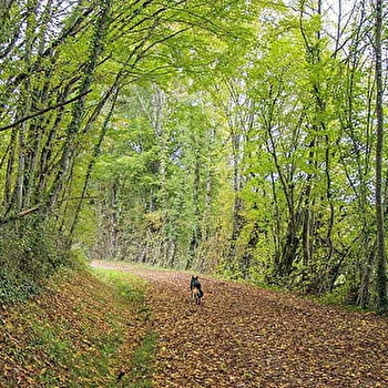 La Châtaigneraie Parlycoise  - PARLY