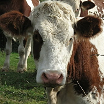 Visite guidée de la ferme - NANCHEZ