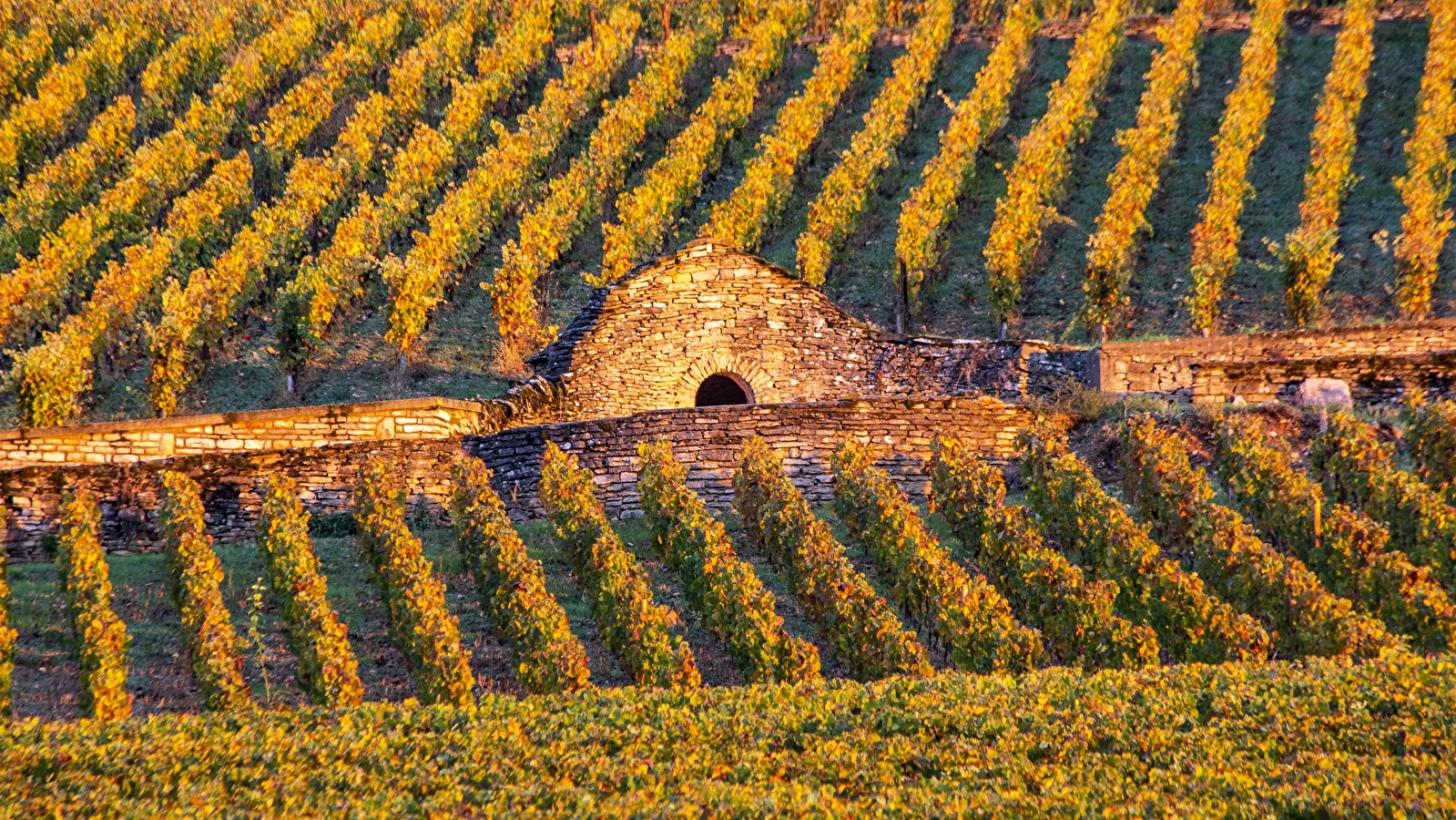 Chemins de Bourgogne - Matinée en Côte de Beaune en petit groupe
