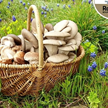 Les Champignons du Brionnais - BRIANT