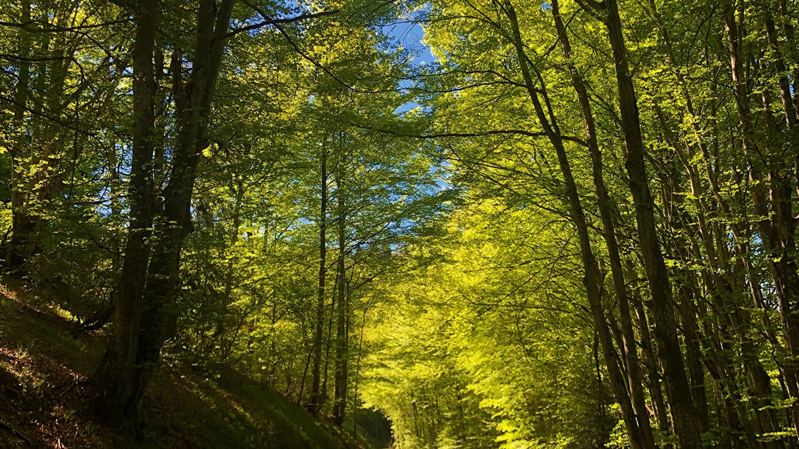 Circuit vélo : Du col du Ballon à la Combe de Léchaud