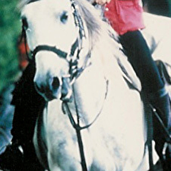 Centre de Tourisme Equestre 'Tout Crin' - MHERE