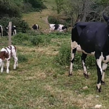Ferme Métairie Houard - LA CELLE-SUR-LOIRE