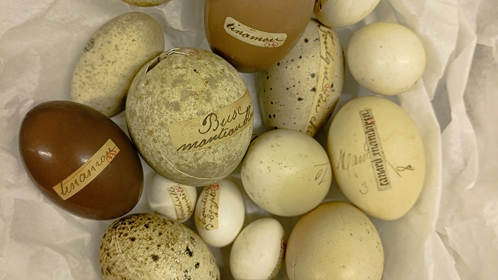 A chacun son œuf - Atelier pour les 4/6 ans