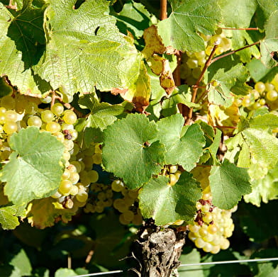 Domaine de Quintefeuille