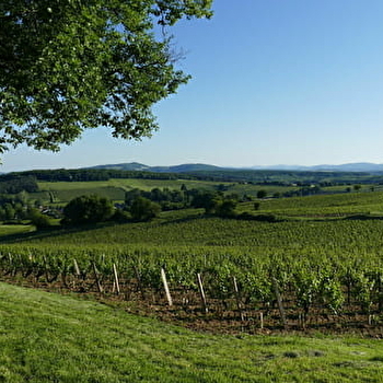 La VélOeno71 : sur les traces de l'emblématique Chardonnay - CHARDONNAY