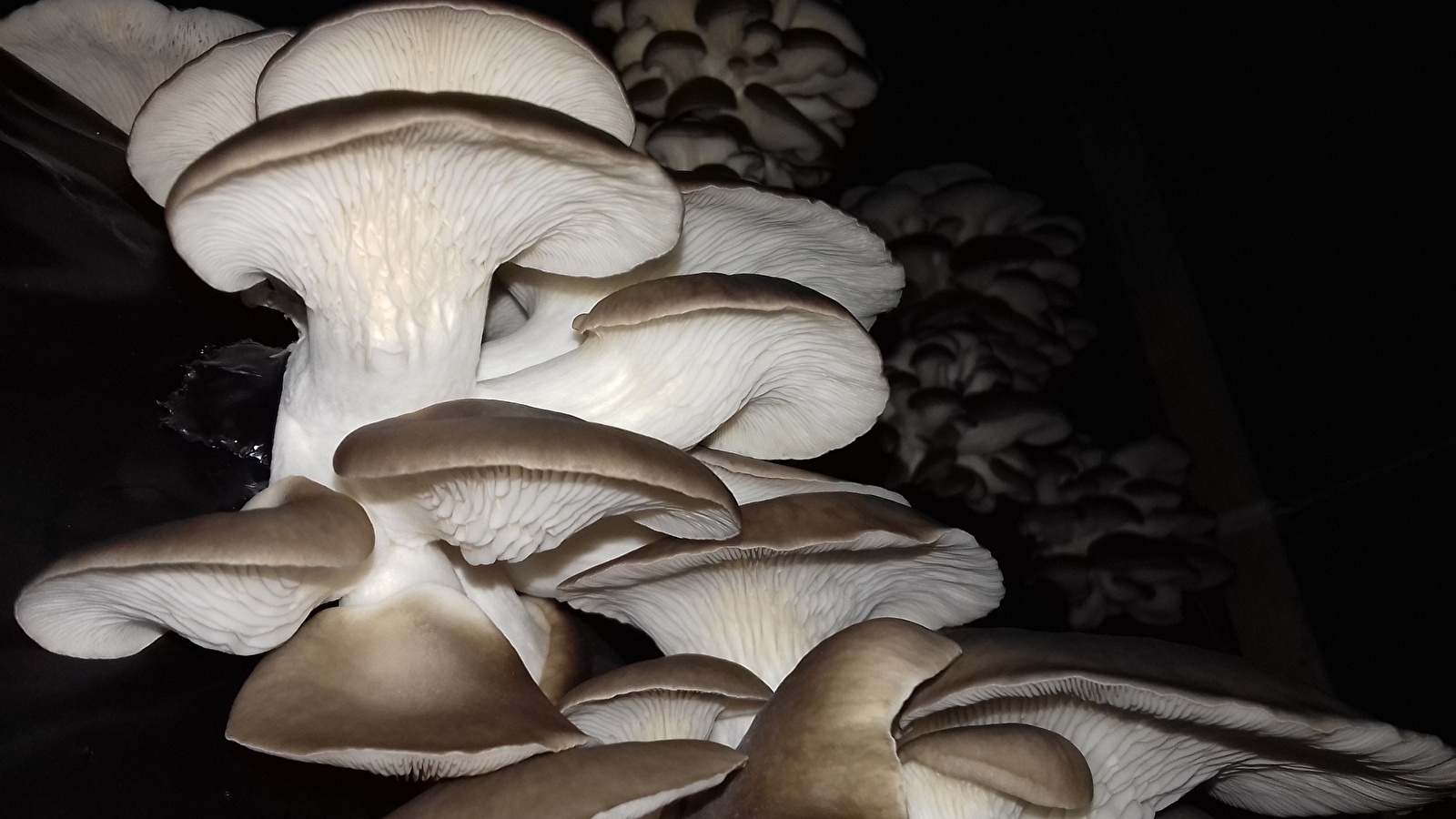 Champignonnière de Dijon