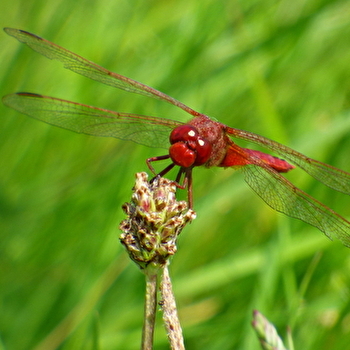 'Les petits Dragons des zones humides' - MONTCEAUX-L'ETOILE