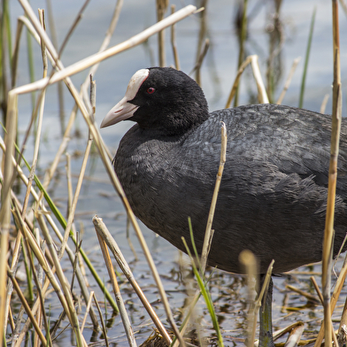 Circuit l'Ain à vélo - La Dombes aux mille étangs au départ de Villars les Dombes