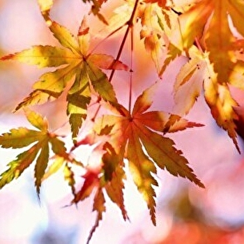 Visite guidée : Magie des couleurs d'Automne - PONTOUX