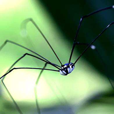 Exposition en forêts tropicales...
