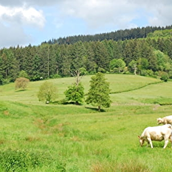 Entre étang et forêts  - CHARMOY
