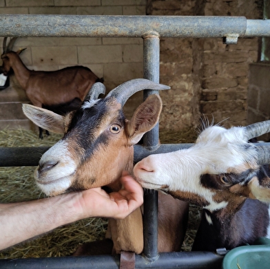 Les Chèvres de la Tuilerie 