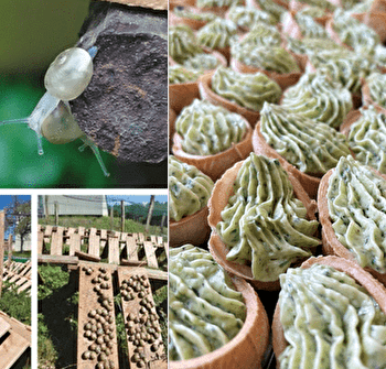 Les Escargots d'Amandine - LA CHAPELLE-THECLE