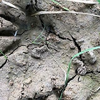 Sur la piste des traces et indices d'animaux - SAINT-EMILAND