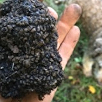 La Truffière d'Arka - BURE-LES-TEMPLIERS