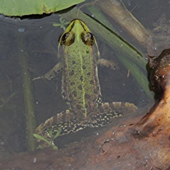 Le rendez-vous des métamorphoses - PONCEY-LES-ATHEE