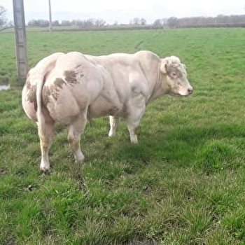 Blanc Bleu du Morvan - VANDENESSE