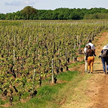 Le Chemin des Charmes - LUGNY