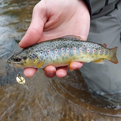 Le parcours 'no kill'