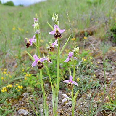 Maison du Parc national & Maison de la Forêt