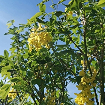 Rucher des correy - AUVET-ET-LA-CHAPELOTTE