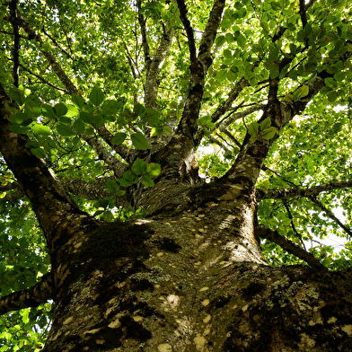 Visite guidée 'Beaune, entre cours & jardins'