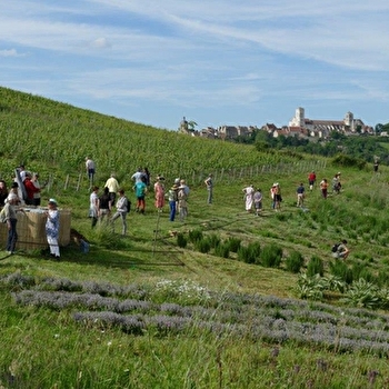 La Perce-Muraille - SAINT-PERE