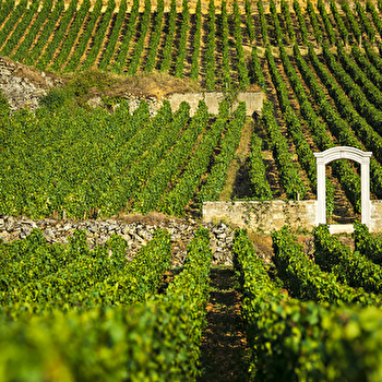 Olivier Leflaive - PULIGNY-MONTRACHET