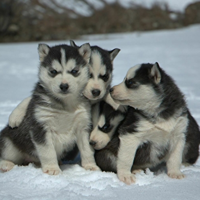 Free Sled - Traîneaux Kids