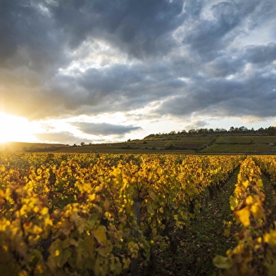 Olivier Leflaive - Dégustations de vins