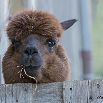 Les lamas d'Anny - MALANS
