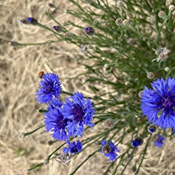 La Demoiselle des Champs - OBTREE