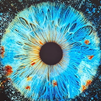 Iris Galerie - DIJON