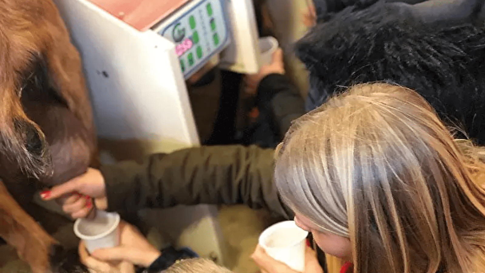 A la découverte de la traite des chèvres