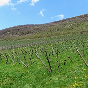 Vignes de Croux - LODS