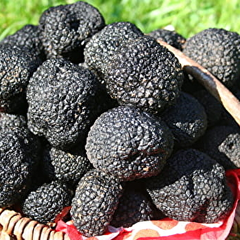 Les Ruchers et Truffières de la Douix - BURE-LES-TEMPLIERS